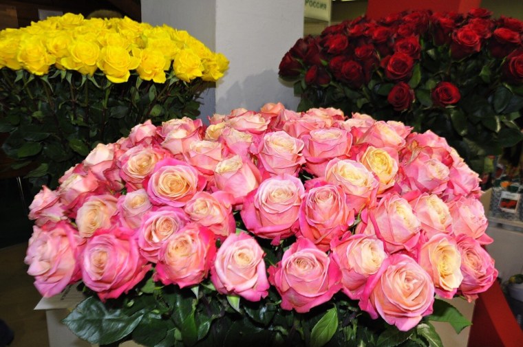 Розы на берегу моря