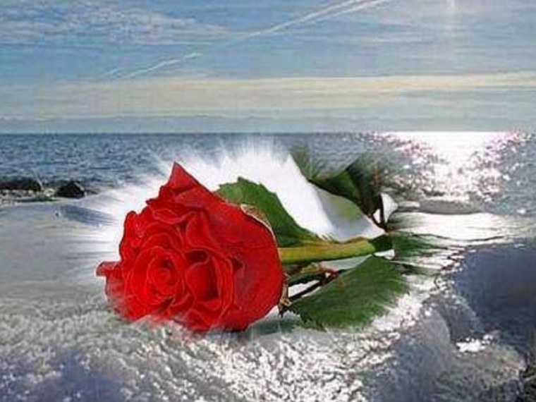 Цветы и море