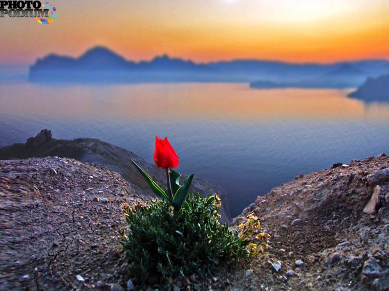 Россыпь роз