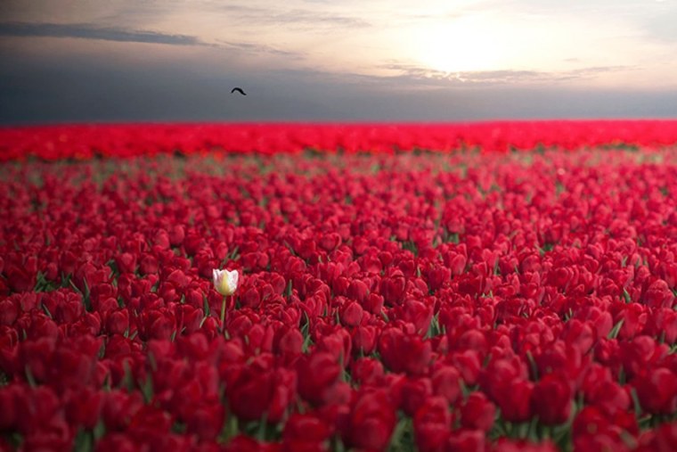 Розы на берегу океана