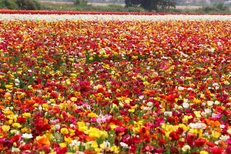 Цветы розы много