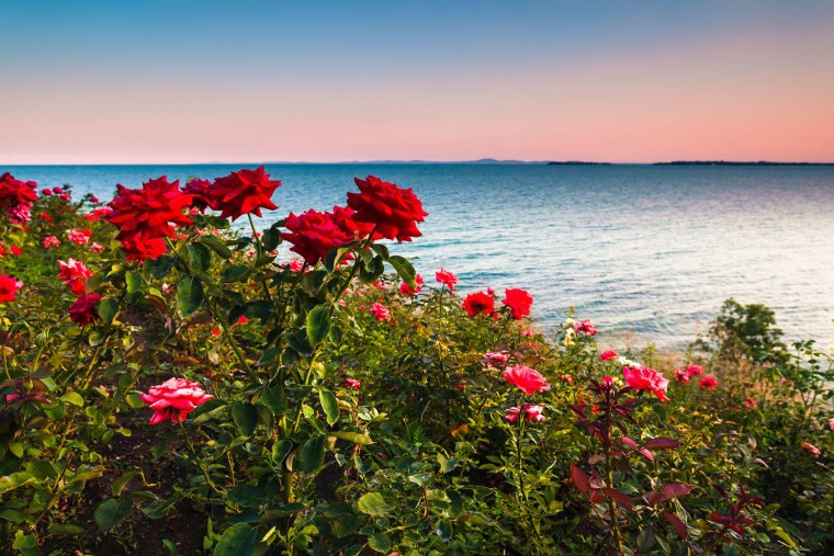 Пионы и море