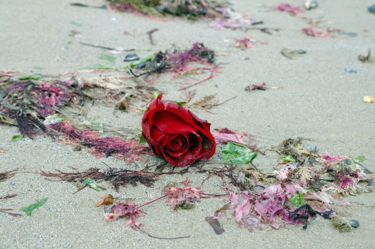 Море из роз