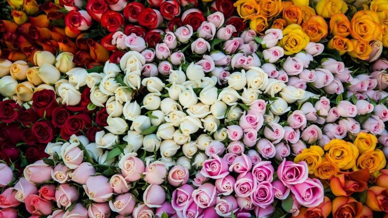 Розы на рассвете