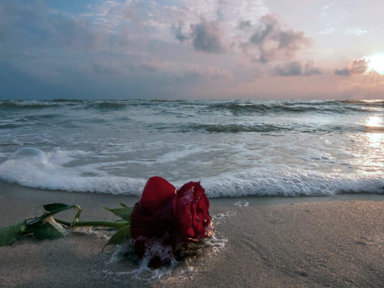 Розы на берегу моря