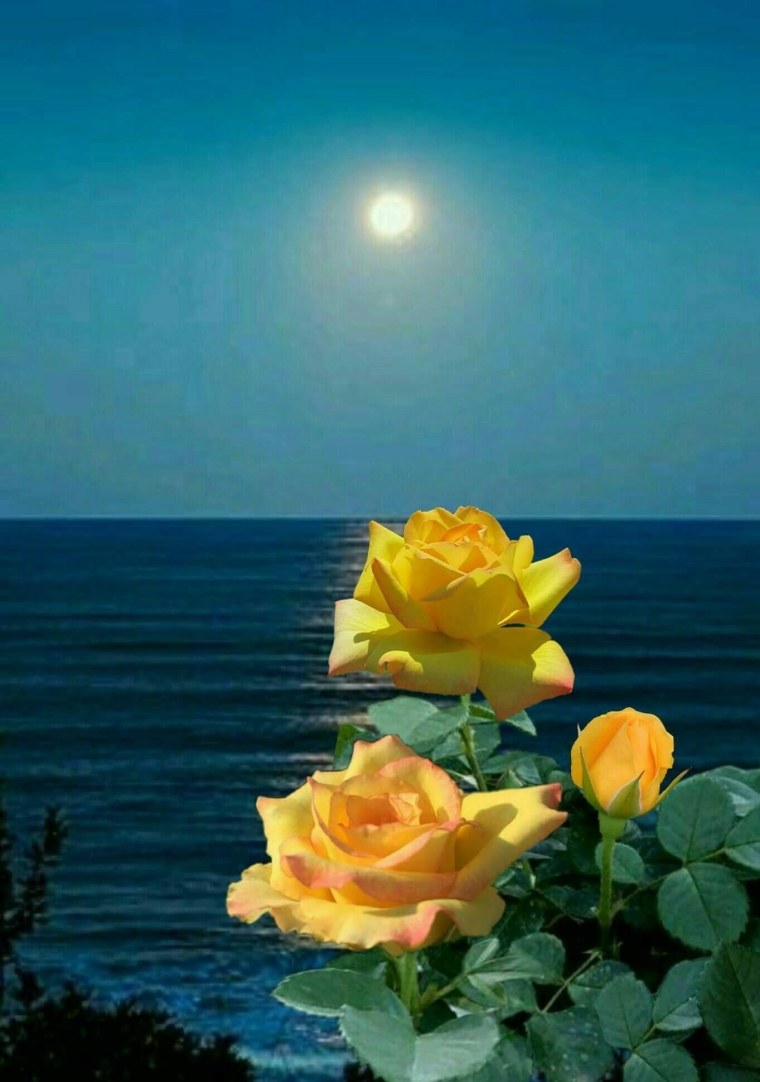 Цветы на воде