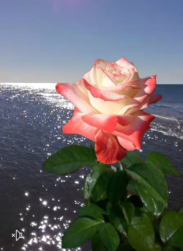 Белые розы на фоне моря