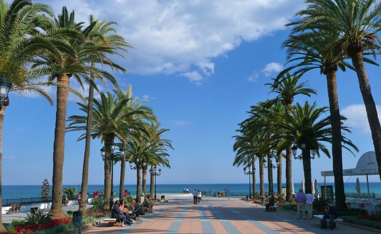 Сочи пальмы Адлер