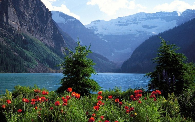 Банф национальный парк Флора