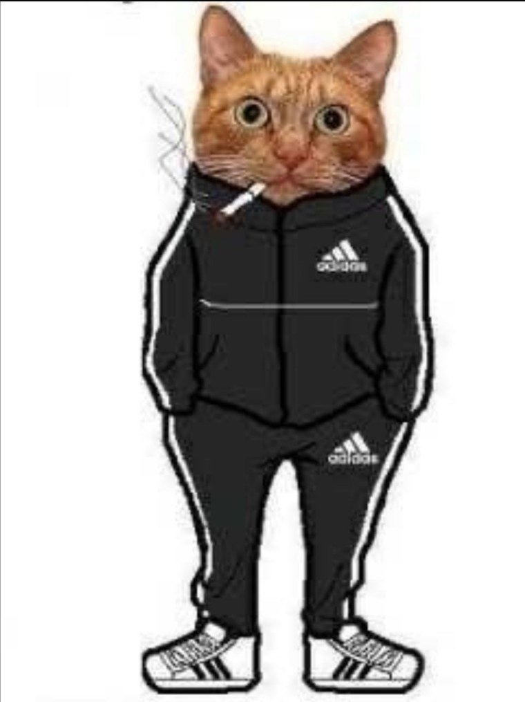 Кот в костюме адидас