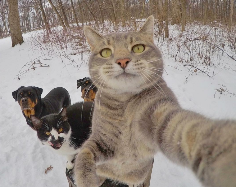 Дерзкий кот