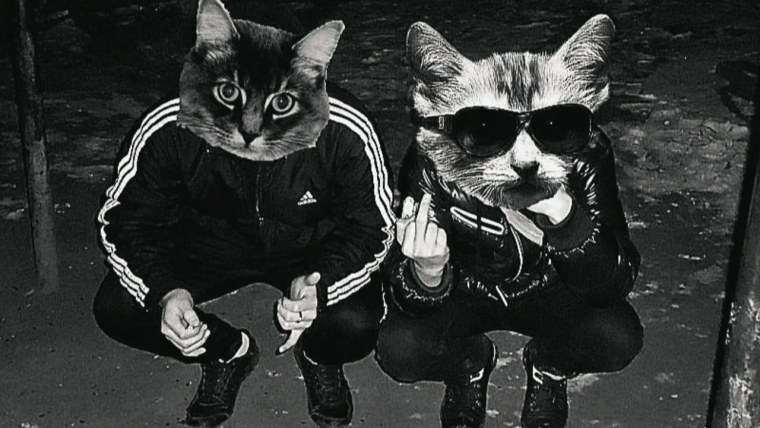 Блатной кот