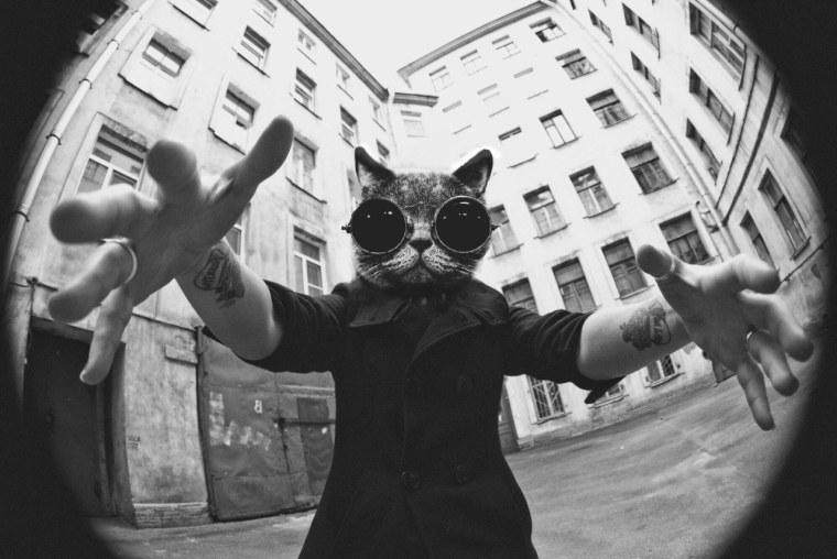 Крутой кот на аву