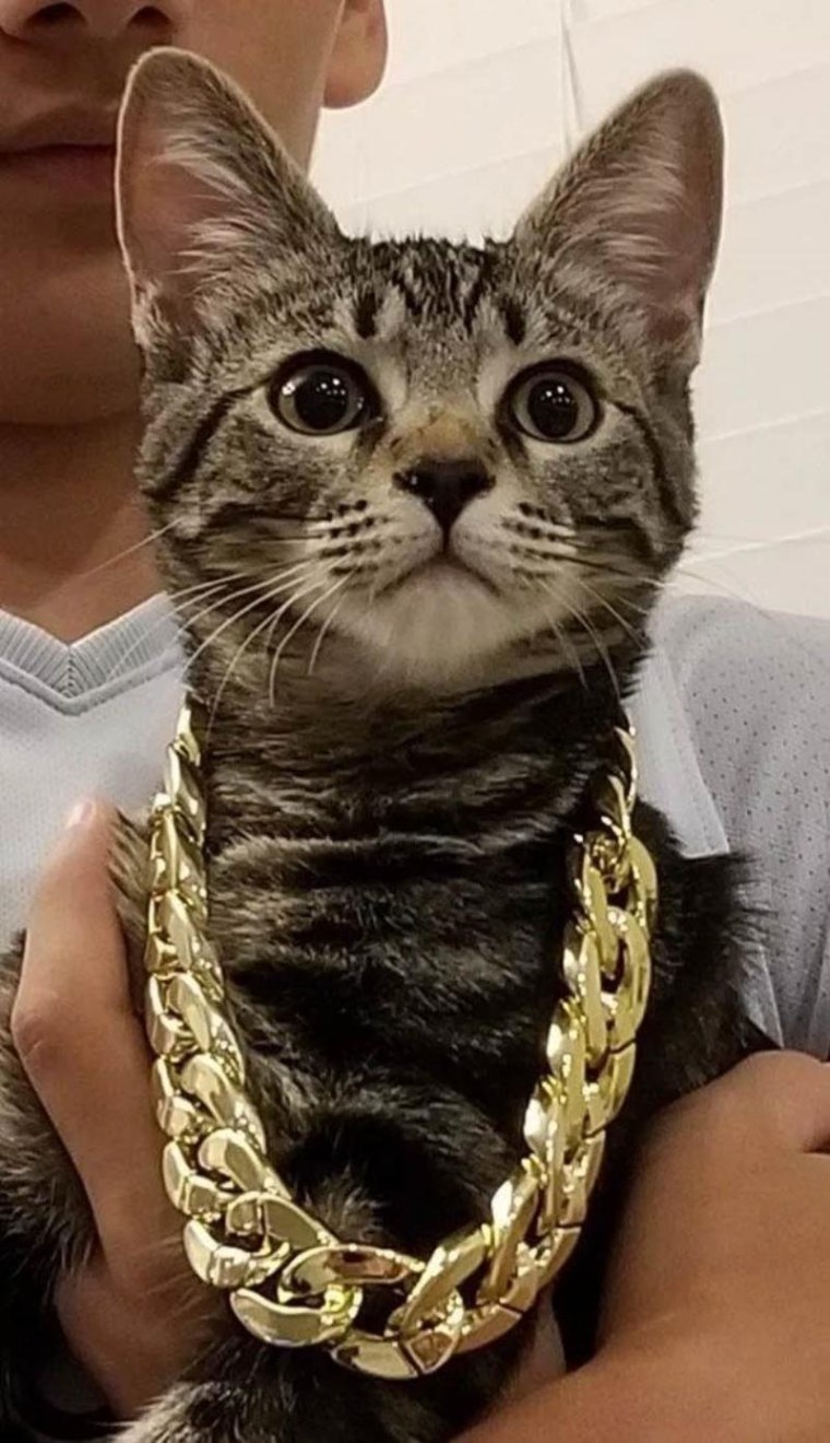 Кот на цепи