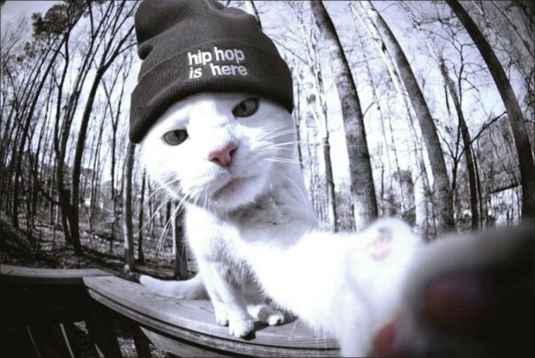 Селфи кот в шапке