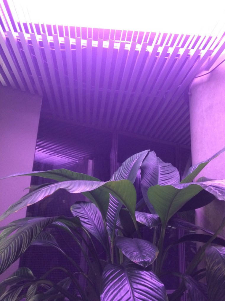 Неоновая сиреневая комната