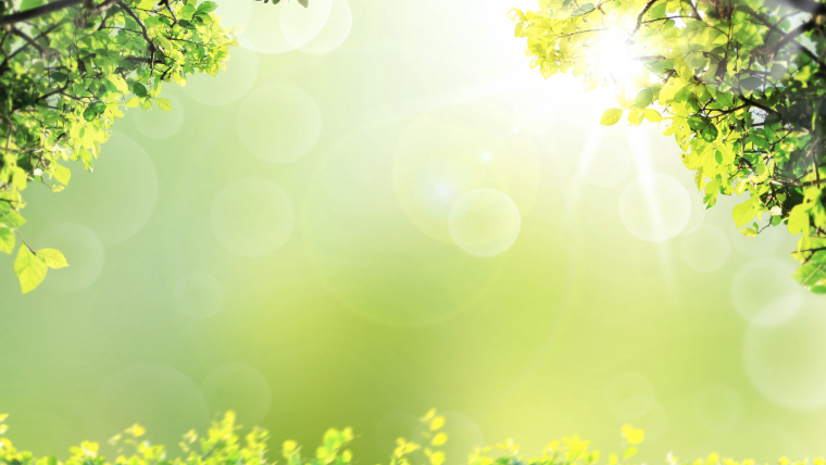 Фон для презентации лес