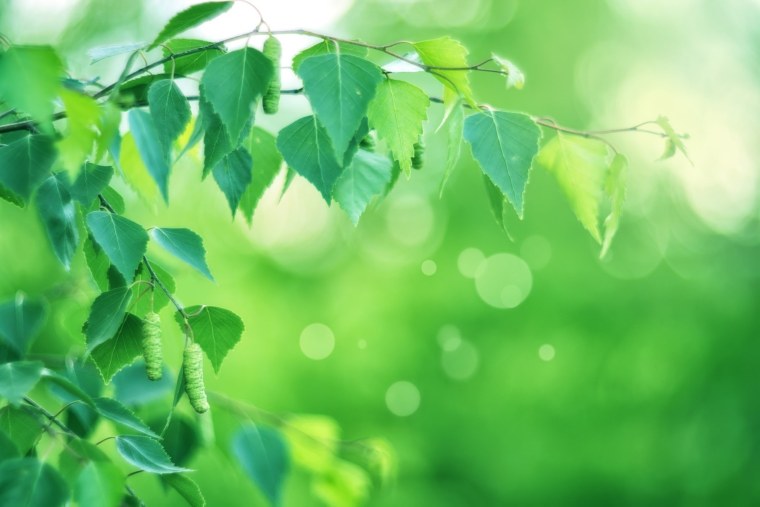 Фон Березки для презентации