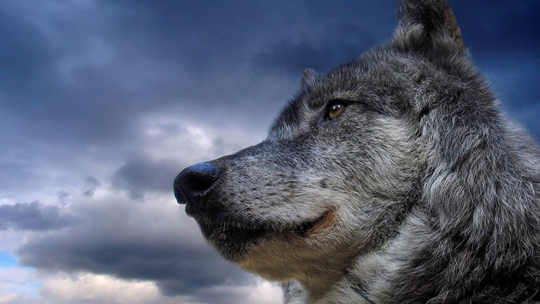 Лучше быть последним среди Волков