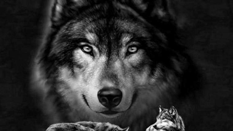 Волка предали