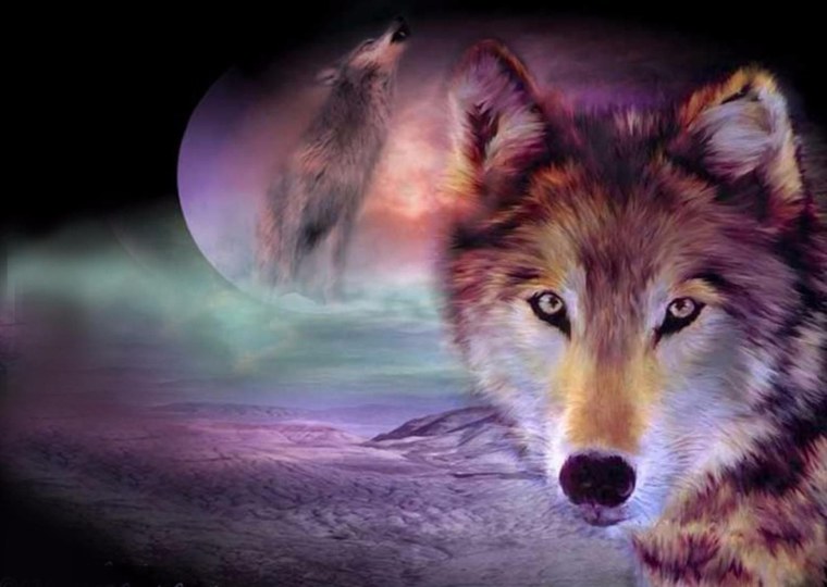 Красивый волк