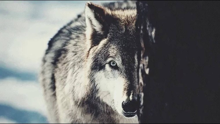 Волк за деревом