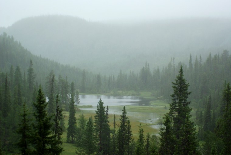 Лес бёкескуген Норвегии
