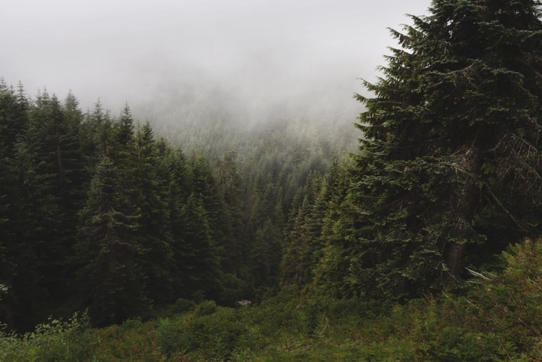 Скандинавия лес Шварцвальд