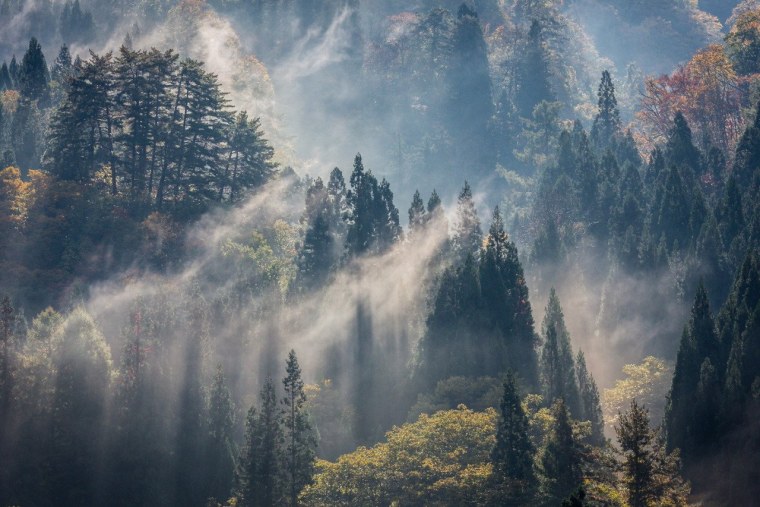 Норвегия горы лес туман