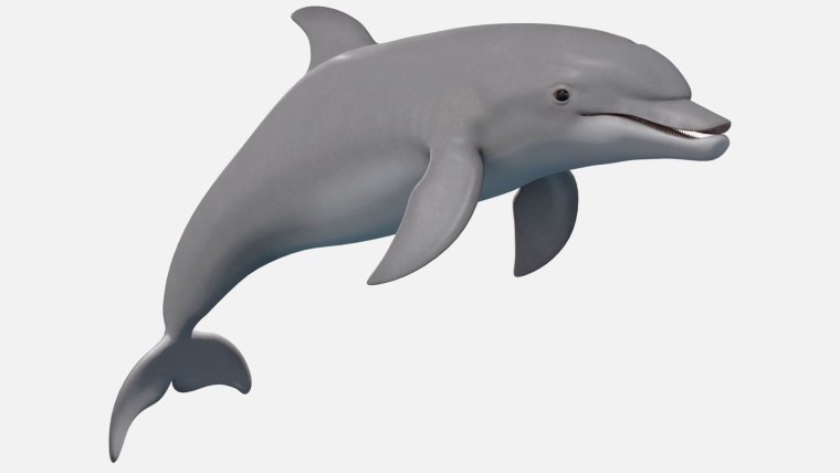 Дельфины на белом фоне