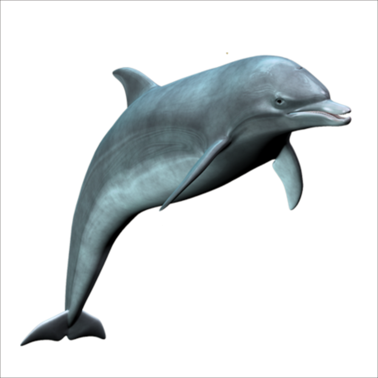 Дельфины на белом фоне