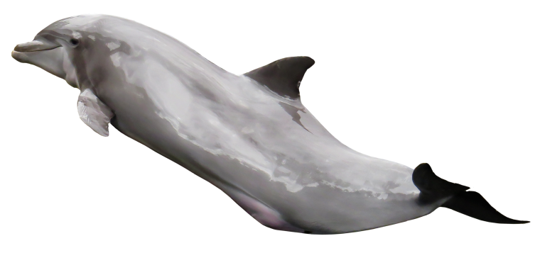 Черноморская Афалина на белом фоне