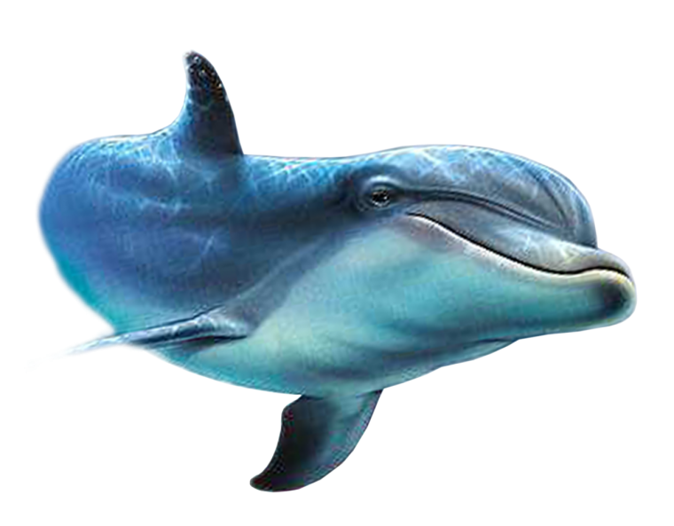 Дельфины на белом фоне