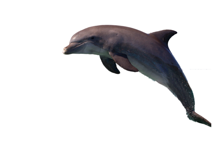 Черноморская Афалина