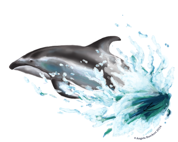 Дельфины без фона