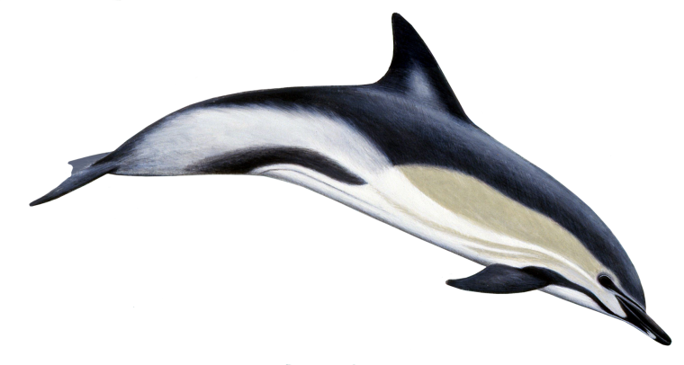 Дельфин белобочка