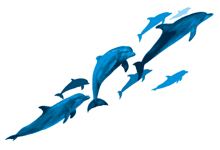 Дельфины на прозрачном фоне