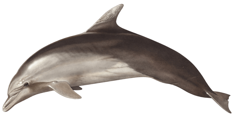 Дельфин-Афалина Черноморская на белом фоне