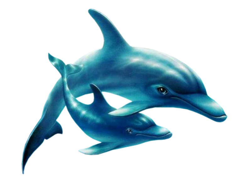 Морские обитатели на белом фоне