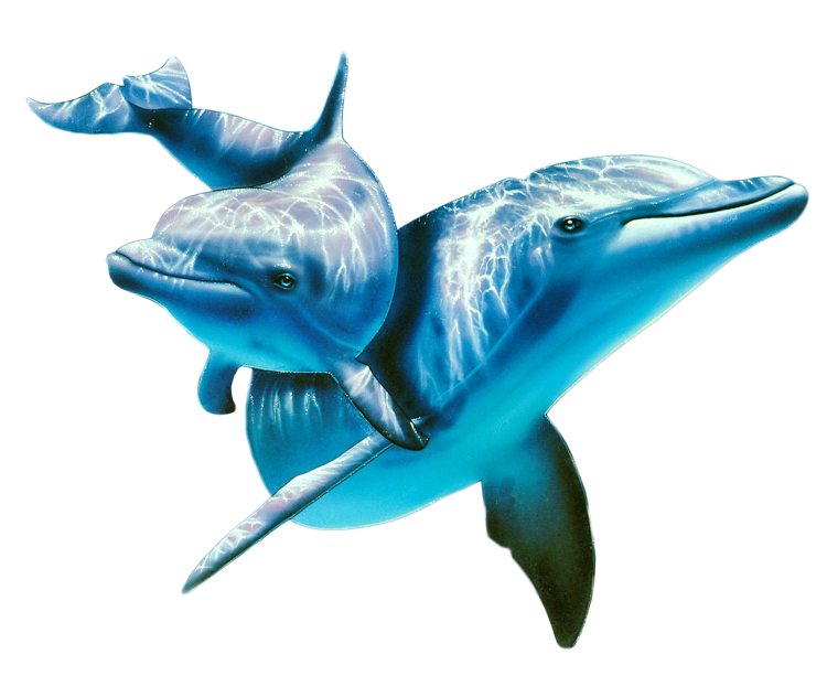 Морские животные на белом фоне