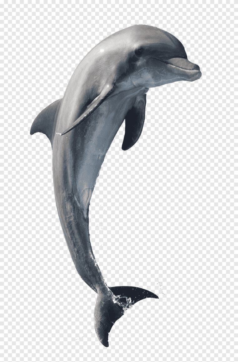 Китообразные Афалина