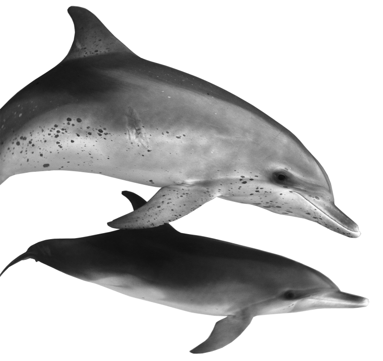 Дельфин мультяшный