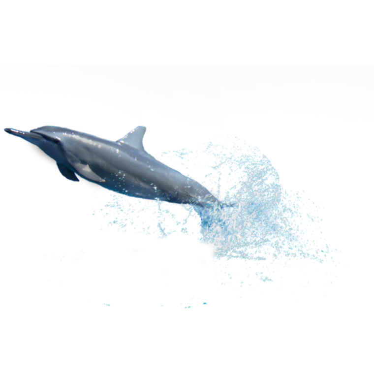 Дельфины для фотошопа