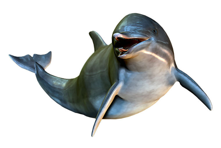 Дельфины вектор