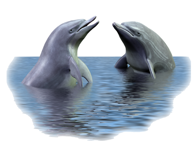 Дельфины на прозрачном фоне