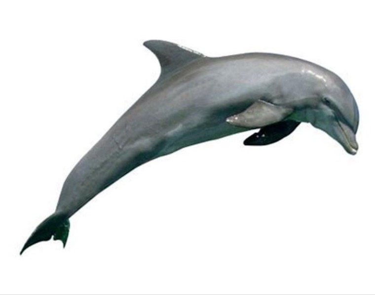 Дельфины фото для фотошопа