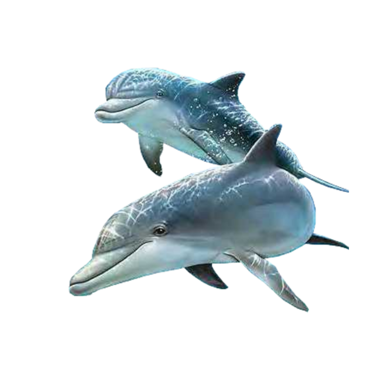 Синий Дельфин на белом фоне