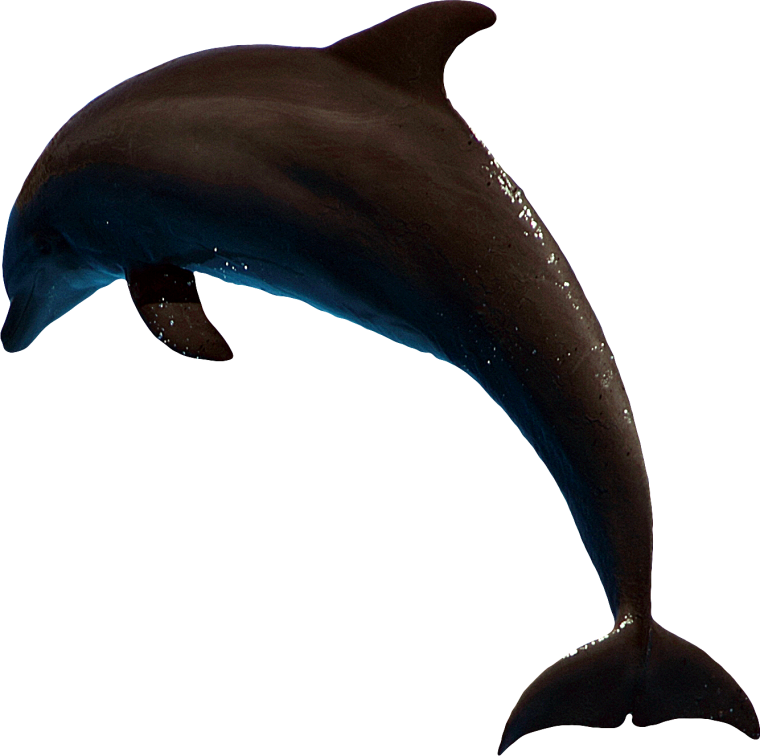 Дельфины для детей