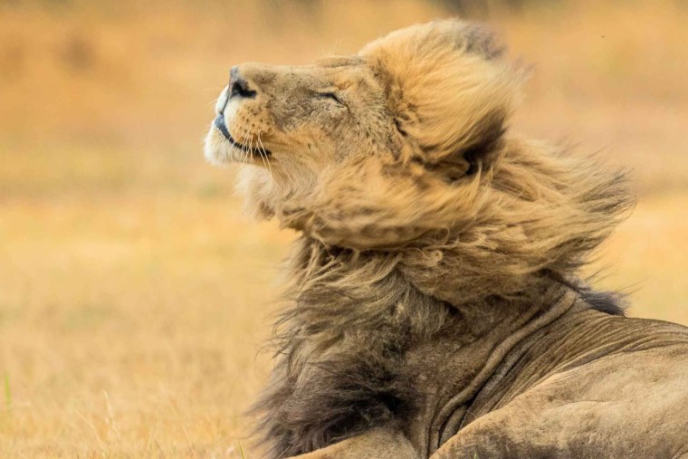 Довольный Лев