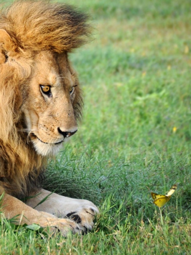 Смешной Лев